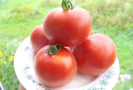 Выращивание ампельных томатов: особенности, правила, известные сорта